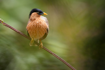 Portrait of Sturnia pagodarum, Brahminy starling, tropical bird with a black cap and a crest, resident  of India and Nepal, perched on a branch against blurred jungle background.