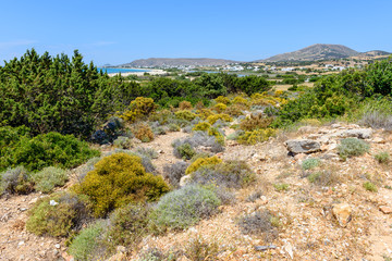 Fototapeta na wymiar Green plants and and view of beautiful Naxos island in summer day. Cyclades, Greece