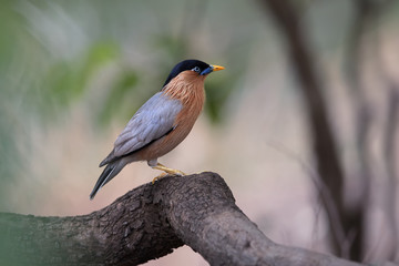 Sturnia pagodarum, Brahminy starling, bird is pale buff creamy with a black cap and a loose crest, resident  of India and Nepal, perched on a branch against jungle background. Ranthambore, India.