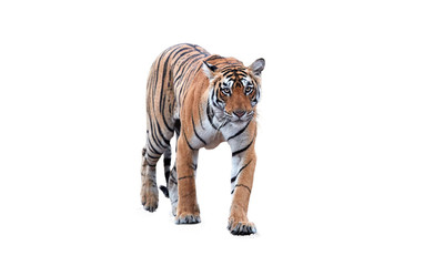 Isolated on white background, portrait of wild Bengal tiger, Panthera tigris. Young tigress, walking and staring directly at camera, wild animal. Ranthambore, India.