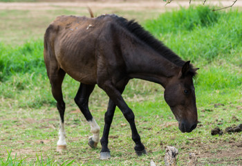 Lean horse feeding on farm