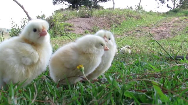 Pollos frente a la camara