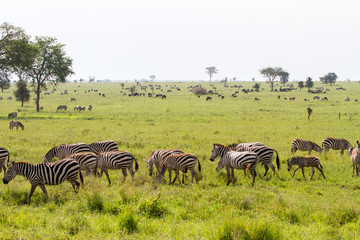 Naklejka premium Field with zebras and blue wildebeest