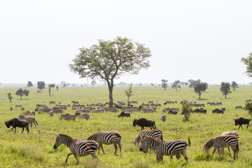 Naklejka premium Field with zebras and blue wildebeest
