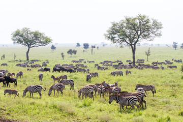 Field with zebras and blue wildebeest
