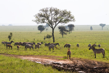 Field with zebras and blue wildebeest
