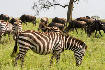 Field with zebras and blue wildebeest