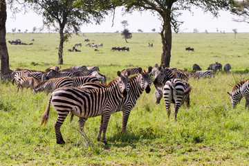 Field with zebras and blue wildebeest