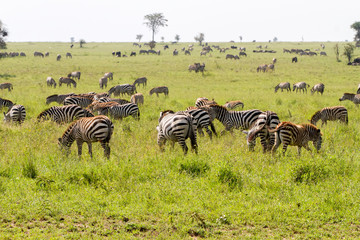 Fototapeta na wymiar Field with zebras and blue wildebeest