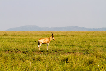 Naklejka na ściany i meble African antelope - the hartebeest (Alcelaphus buselaphus), also known as kongoni in Serengeti National Park, Tanzanian national park in the Serengeti ecosystem in the Mara and Simiyu regions