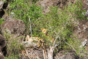 East African lionesses (Panthera leo)