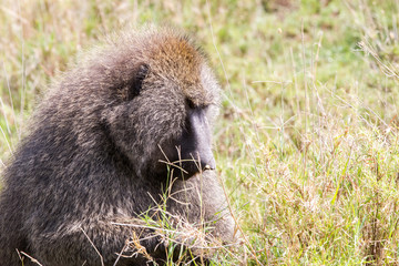 Vervet monkey (Chlorocebus pygerythrus), small, black faced monkey with a greenish-olive or silvery-gray body in Serengeti, Tanzanian national park in the Serengeti ecosystem in the Mara.