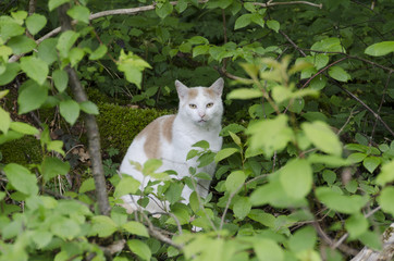 Katze im Gebüsch