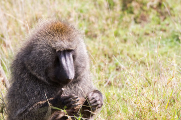 Vervet monkey (Chlorocebus pygerythrus), small, black faced monkey with a greenish-olive or silvery-gray body in Serengeti, Tanzanian national park in the Serengeti ecosystem in the Mara.