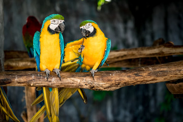 Colorful macaw on branch
