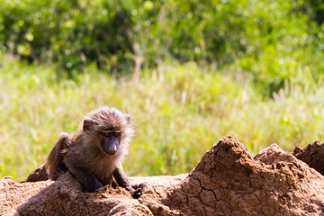 Vervet monkey (Chlorocebus pygerythrus), small, black faced monkey with a greenish-olive or silvery-gray body in Serengeti, Tanzanian national park in the Serengeti ecosystem in the Mara.