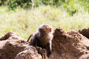 Naklejka premium Vervet monkey (Chlorocebus pygerythrus), small, black faced monkey with a greenish-olive or silvery-gray body in Serengeti, Tanzanian national park in the Serengeti ecosystem in the Mara.