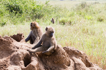 Vervet monkey (Chlorocebus pygerythrus), small, black faced monkey with a greenish-olive or silvery-gray body in Serengeti, Tanzanian national park in the Serengeti ecosystem in the Mara.