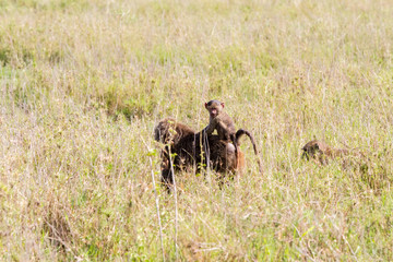 Vervet monkey (Chlorocebus pygerythrus), small, black faced monkey with a greenish-olive or silvery-gray body in Serengeti, Tanzanian national park in the Serengeti ecosystem in the Mara.