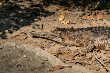 Gavial