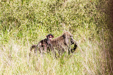Vervet monkey (Chlorocebus pygerythrus), small, black faced monkey with a greenish-olive or silvery-gray body in Serengeti, Tanzanian national park in the Serengeti ecosystem in the Mara.