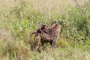 Vervet monkey (Chlorocebus pygerythrus), small, black faced monkey with a greenish-olive or silvery-gray body in Serengeti, Tanzanian national park in the Serengeti ecosystem in the Mara.