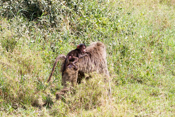 Naklejka premium Vervet monkey (Chlorocebus pygerythrus), small, black faced monkey with a greenish-olive or silvery-gray body in Serengeti, Tanzanian national park in the Serengeti ecosystem in the Mara.