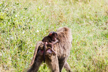 Vervet monkey (Chlorocebus pygerythrus), small, black faced monkey with a greenish-olive or silvery-gray body in Serengeti, Tanzanian national park in the Serengeti ecosystem in the Mara.