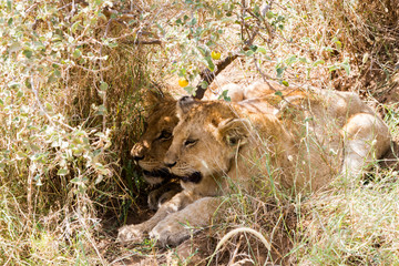 East African lion cubs (Panthera leo melanochaita)