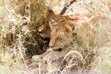 East African lion cubs (Panthera leo melanochaita)