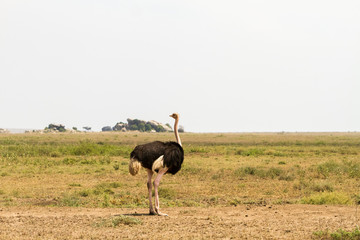 Naklejka premium The ostrich or common ostrich (Struthio camelus) is either one or two species of large flightless birds native to Africa, the only living member(s) of the genus Struthio, which is in the ratite family