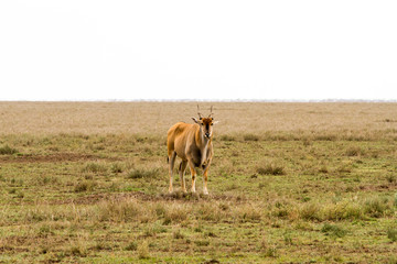 Naklejka na ściany i meble African antelope - the hartebeest (Alcelaphus buselaphus), also known as kongoni in Serengeti National Park, Tanzanian national park in the Serengeti ecosystem in the Mara and Simiyu regions
