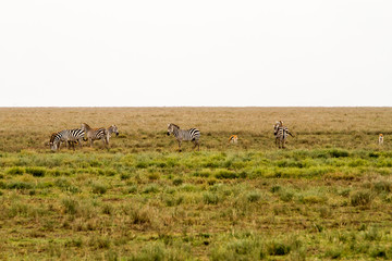 Zebra species of African equids (horse family) and Thomson's gazelle (Eudorcas thomsonii), known as tommie in Serengeti National Park, Tanzania