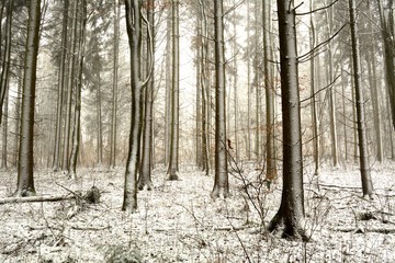 Snovy winter trees in the forest