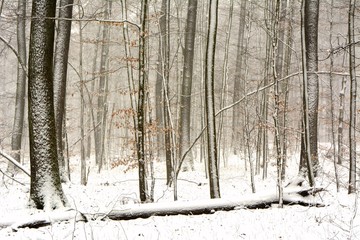 Snovy winter trees in the forest