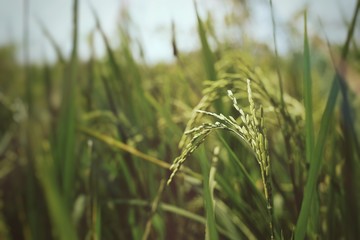 Selective focus at rice plant and background with green field/ concept of agriculture and harvest