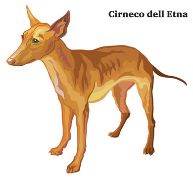 Colored decorative standing portrait of dog Cirneco dell Etna vector illustration