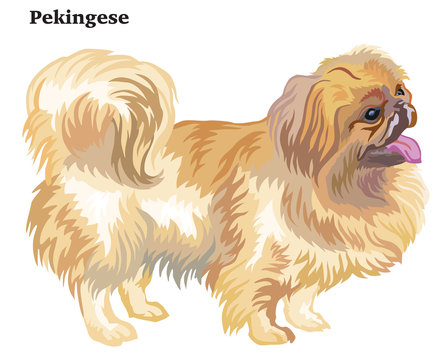 Colored decorative standing portrait of dog Pekingese vector illustration