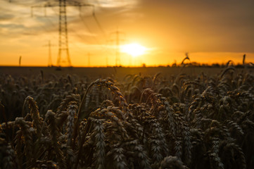 Fototapeta premium Getreide 