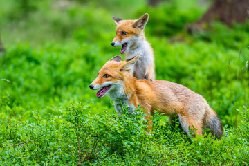 Naklejka na ściany i meble Red fox in the woods(Vulpes vulpes)
