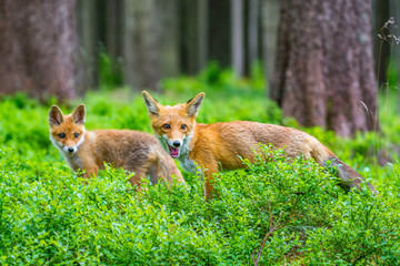 Red fox in the woods(Vulpes vulpes)