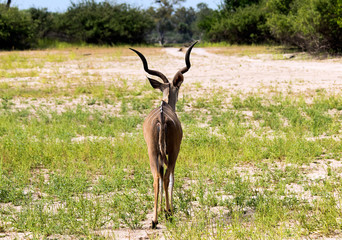 African antelope in the african savannah