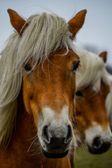 Obraz premium Belgian Blondes