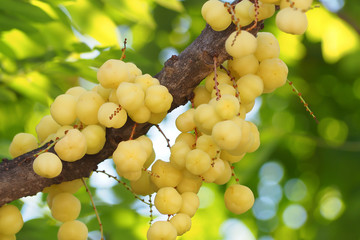 raw star gooseberry with leaf bokeh background.