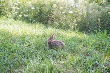 Wild rabbit in green grass