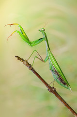 Praying mantis macro shot