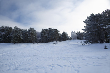 Winter pine forest on snowy, hilly terrain