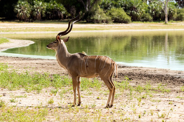 African antelope in the  savannah