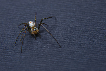 Piccolo ragno / Araneae