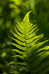 Fern Background